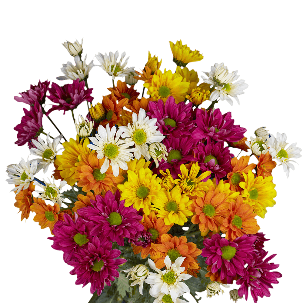 Assorted Daisy Poms – Fresh Cut Flower Bunches