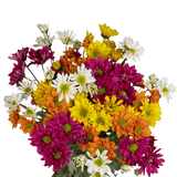 Assorted Daisy Poms – Fresh Cut Flower Bunches