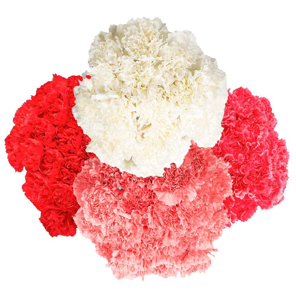 Mother’s Day Carnations – Fresh Flower Bouquets