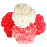 Mother’s Day Carnations – Fresh Flower Bouquets
