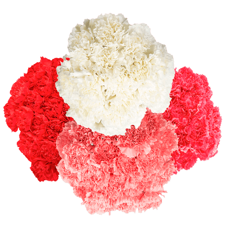 Mother’s Day Carnations – Fresh Flower Bouquets
