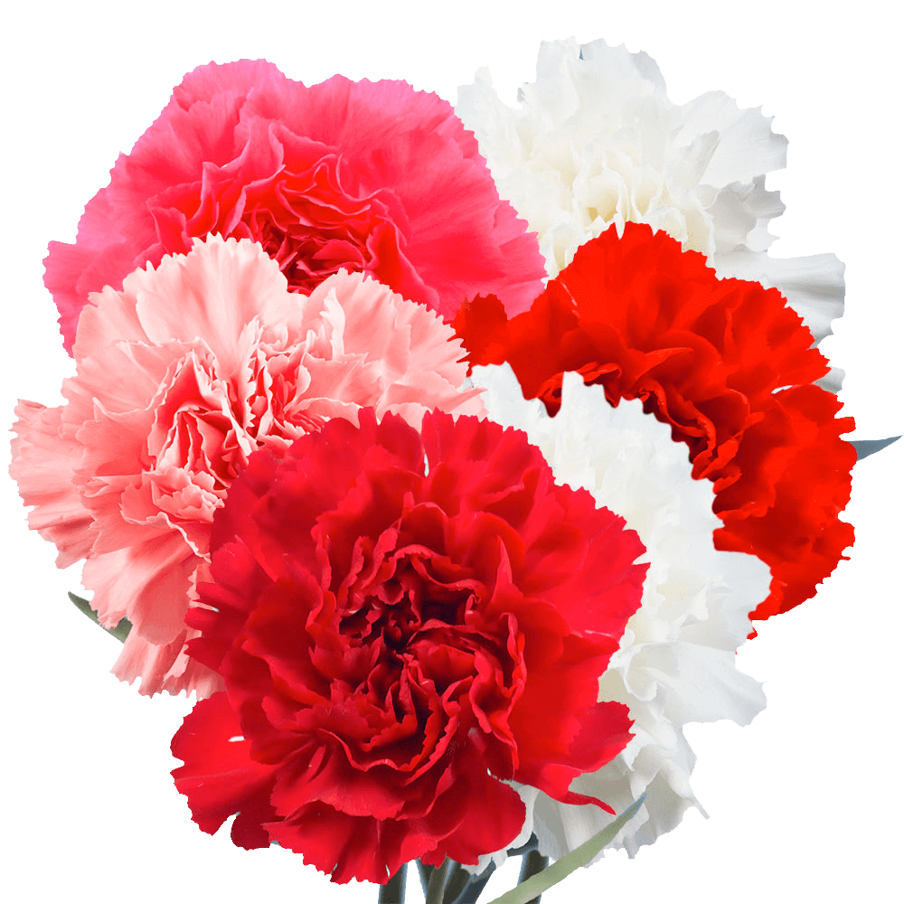 Mother’s Day Carnations – Fresh Flower Bouquets