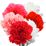 Mother’s Day Carnations – Fresh Flower Bouquets