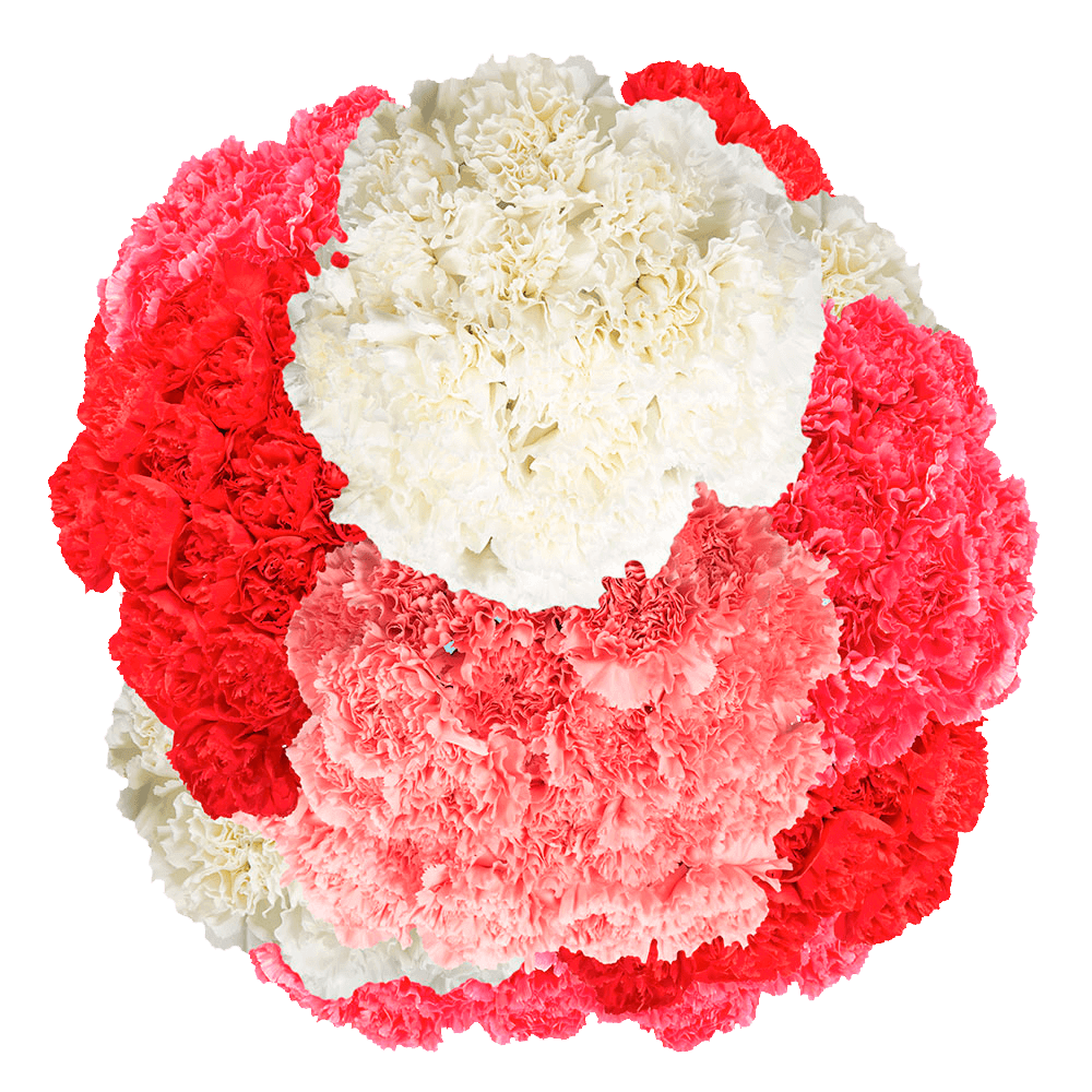 Mother’s Day Carnations – Fresh Flower Bouquets