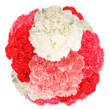 Mother’s Day Carnations – Fresh Flower Bouquets