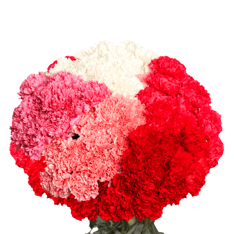 Mother’s Day Carnations – Fresh Flower Bouquets