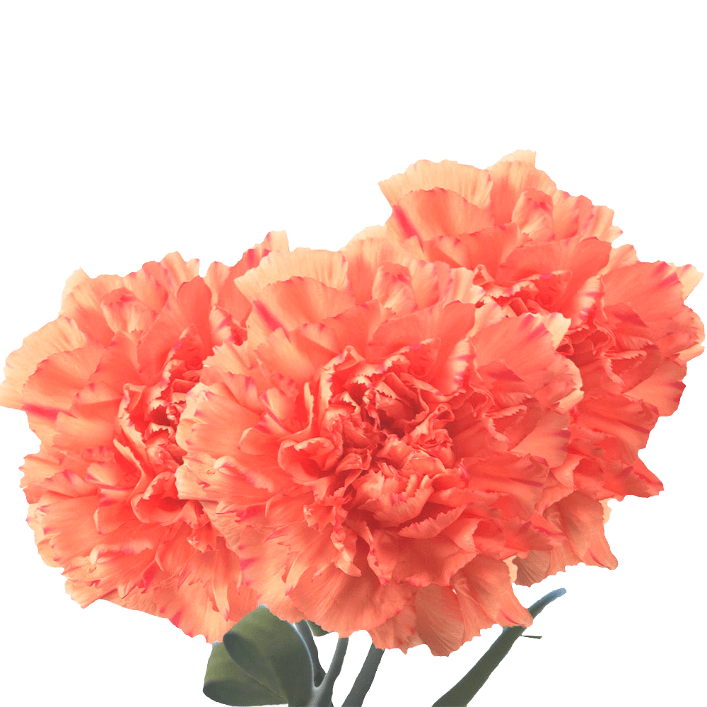 Orange Carnations – Vibrant Fresh Cut Flower Bouquets