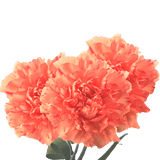 Orange Carnations – Vibrant Fresh Cut Flower Bouquets