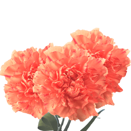Orange Carnations – Vibrant Fresh Cut Flower Bouquets