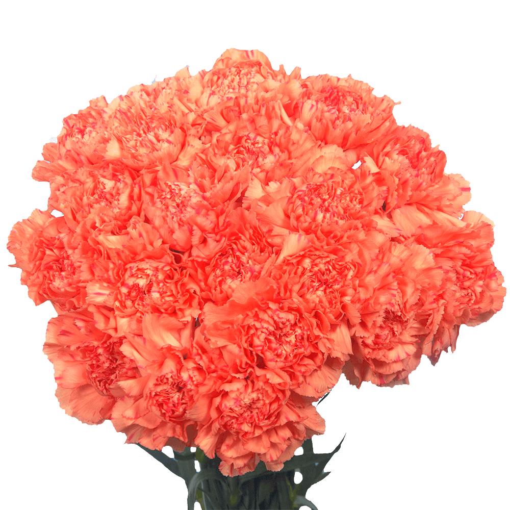 Orange Carnations – Vibrant Fresh Cut Flower Bouquets
