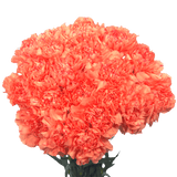 Orange Carnations – Vibrant Fresh Cut Flower Bouquets
