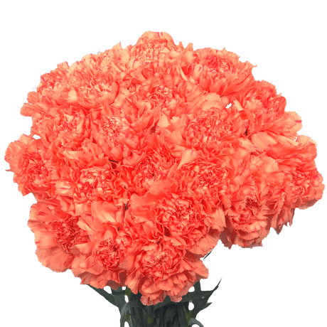 Orange Carnations – Vibrant Fresh Cut Flower Bouquets