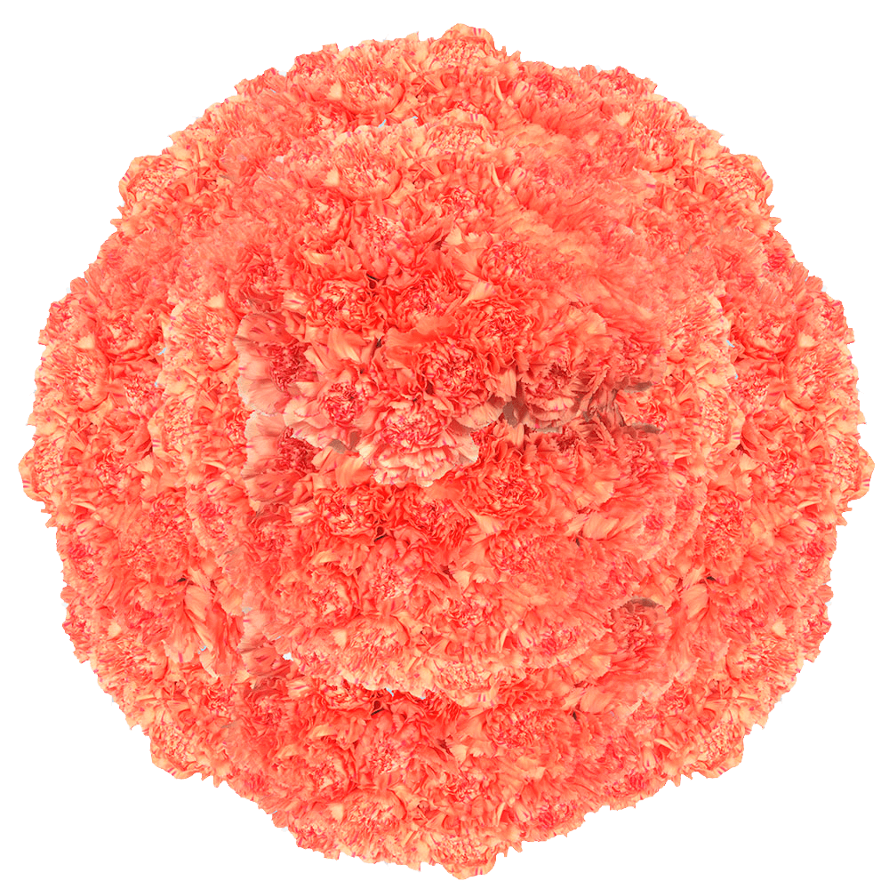 Orange Carnations – Vibrant Fresh Cut Flower Bouquets