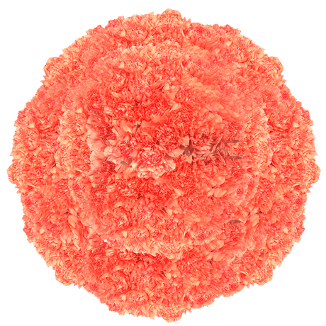 Orange Carnations – Vibrant Fresh Cut Flower Bouquets