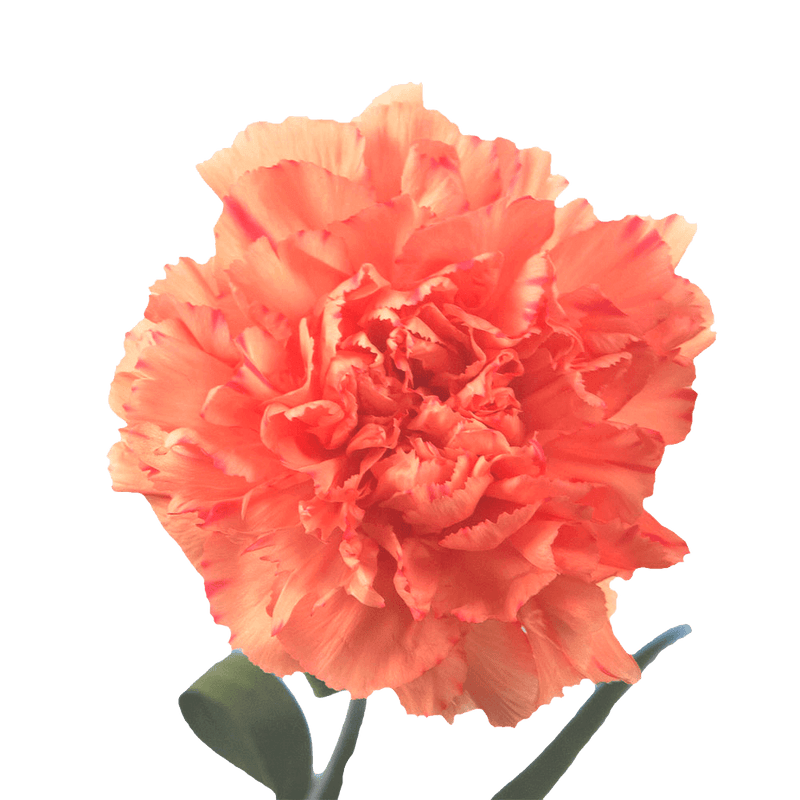 Orange Carnations – Vibrant Fresh Cut Flower Bouquets