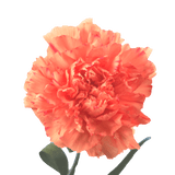 Orange Carnations – Vibrant Fresh Cut Flower Bouquets