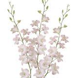 Peach Dendrobium Orchids Bunches – Fresh Cut Flowers
