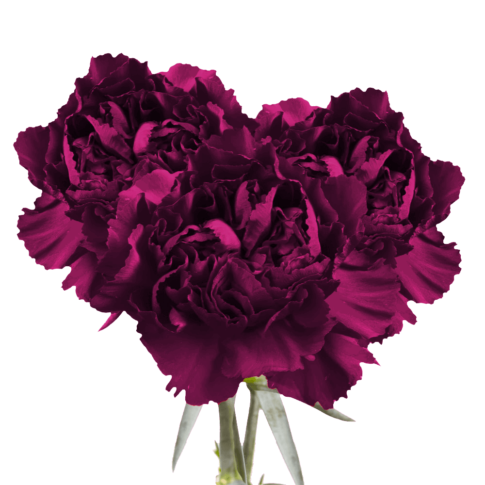 Purple Carnations – Premium Elegant Fresh Flower Bouquets