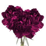 Purple Carnations – Premium Elegant Fresh Flower Bouquets