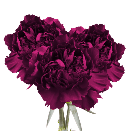 Purple Carnations – Premium Elegant Fresh Flower Bouquets