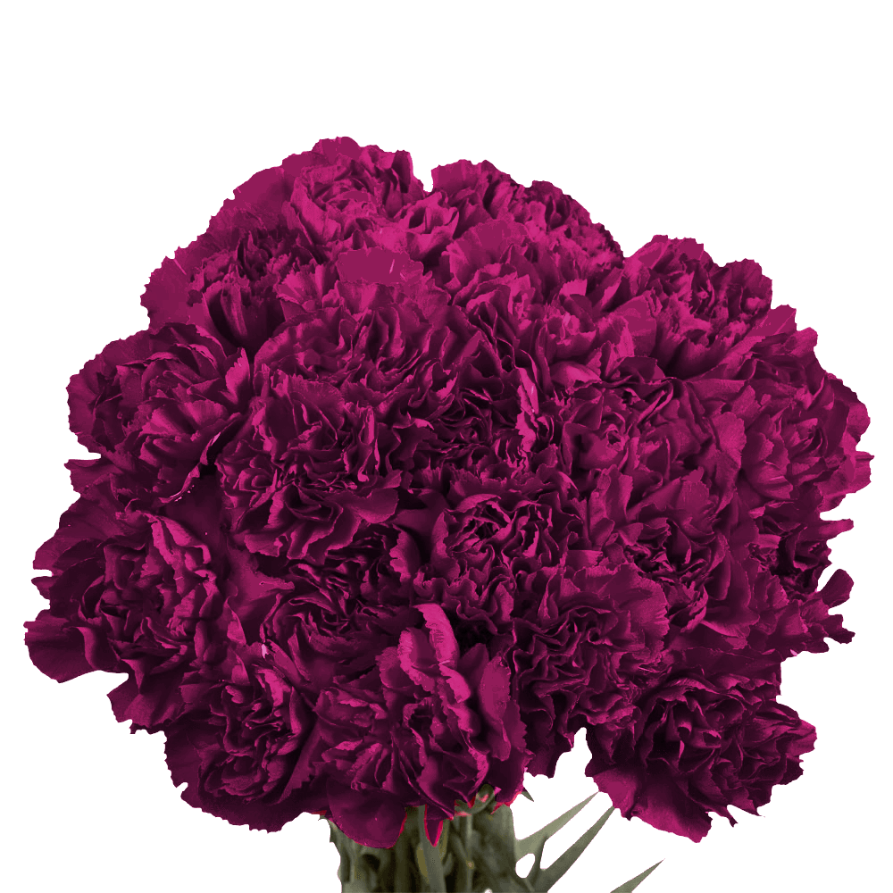 Purple Carnations – Premium Elegant Fresh Flower Bouquets