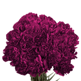 Purple Carnations – Premium Elegant Fresh Flower Bouquets