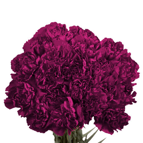 Purple Carnations – Premium Elegant Fresh Flower Bouquets