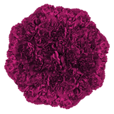 Purple Carnations – Premium Elegant Fresh Flower Bouquets