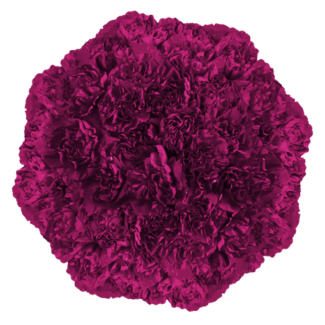 Purple Carnations – Premium Elegant Fresh Flower Bouquets