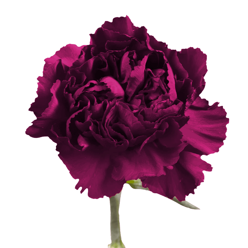 Purple Carnations – Premium Elegant Fresh Flower Bouquets