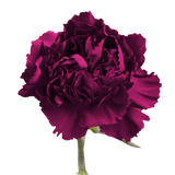 Purple Carnations – Premium Elegant Fresh Flower Bouquets