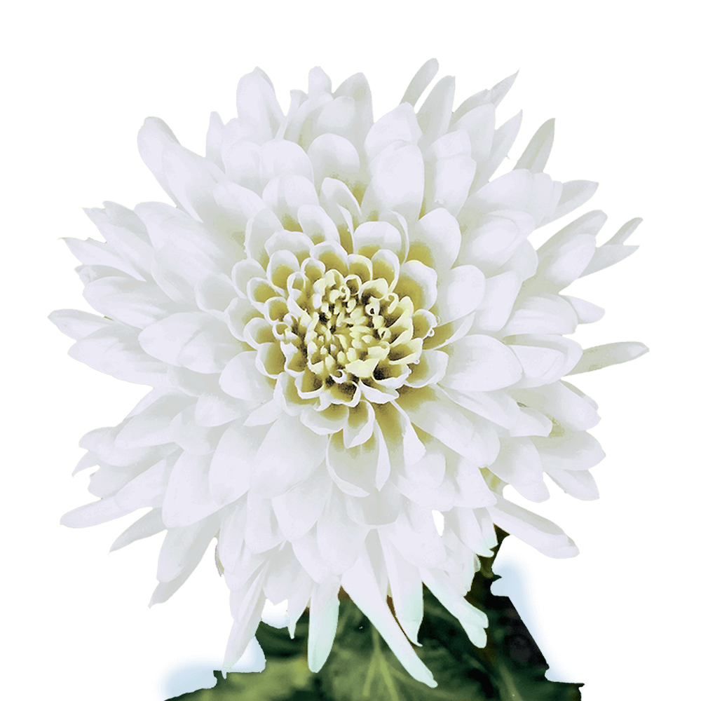 White Disbud Pom Poms Bunches – Fresh Cut Flowers