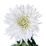 White Disbud Pom Poms Bunches – Fresh Cut Flowers