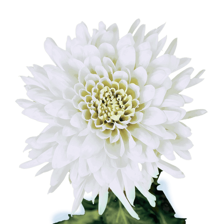 White Disbud Pom Poms Bunches – Fresh Cut Flowers