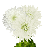 White Disbud Pom Poms Bunches – Fresh Cut Flowers