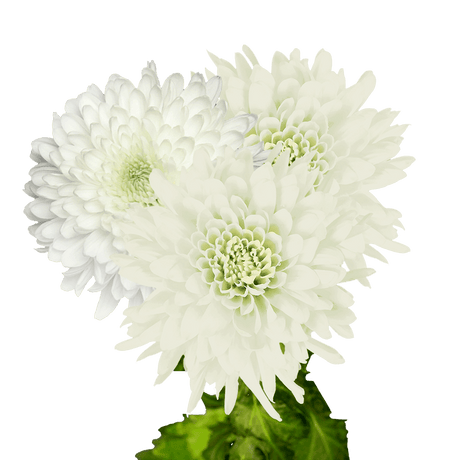 White Disbud Pom Poms Bunches – Fresh Cut Flowers