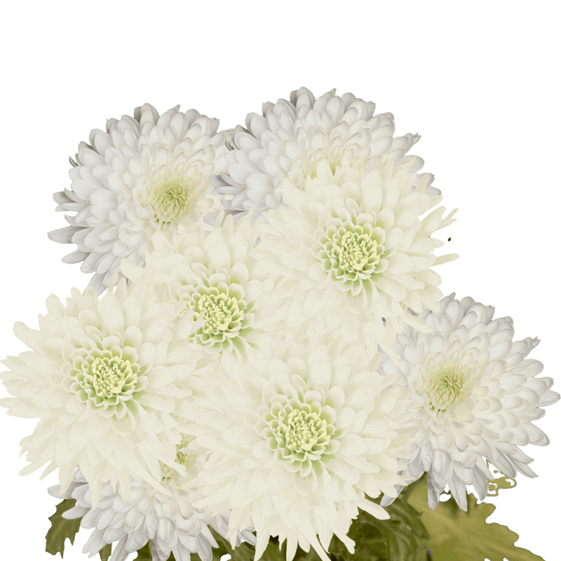White Disbud Pom Poms Bunches – Fresh Cut Flowers