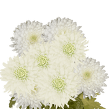White Disbud Pom Poms Bunches – Fresh Cut Flowers