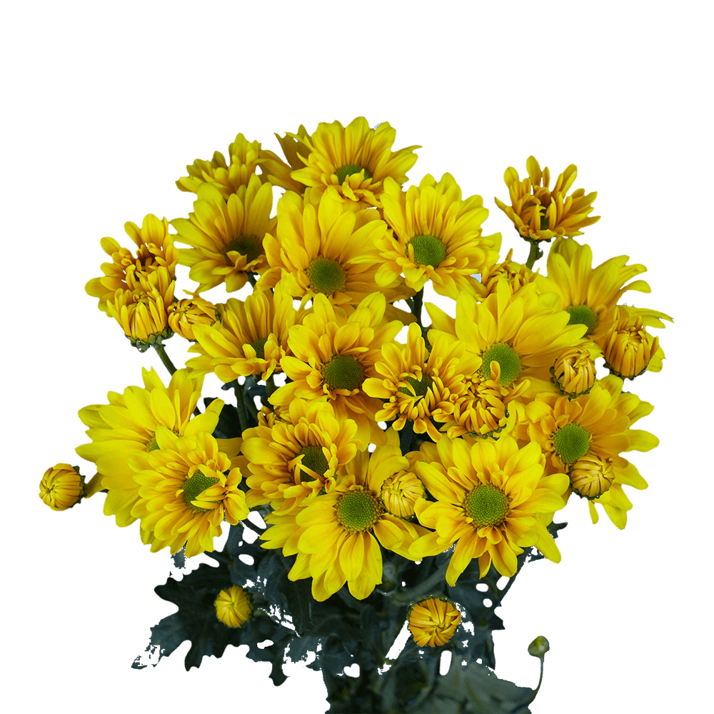 Yellow Daisy Poms – Fresh Cut Flower Bunches
