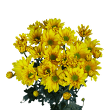 Yellow Daisy Poms – Fresh Cut Flower Bunches