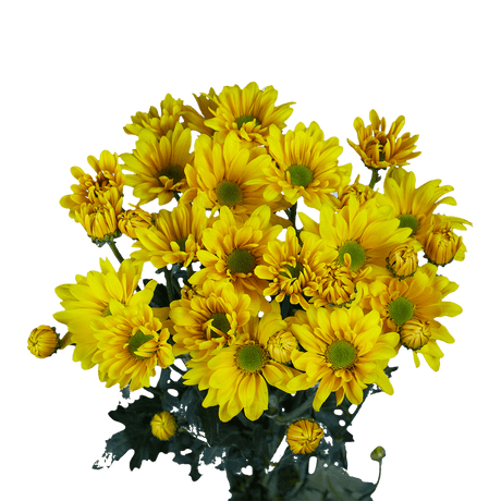 Yellow Daisy Poms – Fresh Cut Flower Bunches