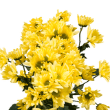 Yellow Daisy Poms – Fresh Cut Flower Bunches