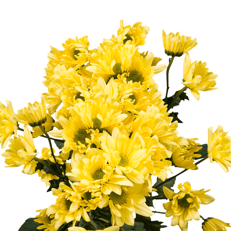 Yellow Daisy Poms – Fresh Cut Flower Bunches