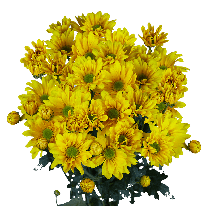Yellow Daisy Poms – Fresh Cut Flower Bunches
