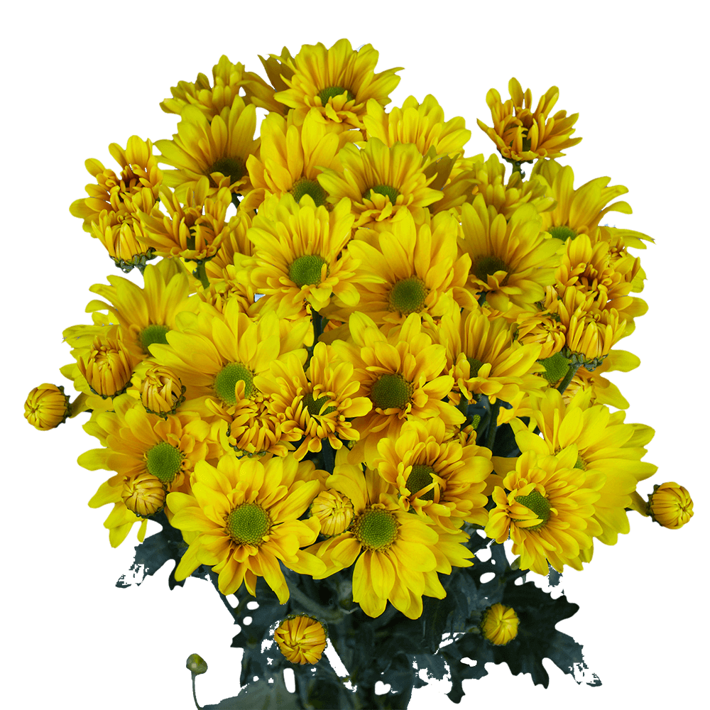 Yellow Daisy Poms – Fresh Cut Flower Bunches