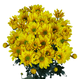 Yellow Daisy Poms – Fresh Cut Flower Bunches