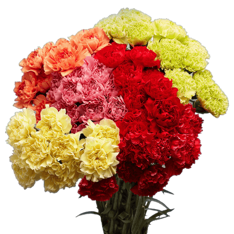 Assorted Color Carnations – Fresh Flower Bouquets