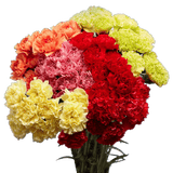 Assorted Carnations – Fresh Flower Bouquets