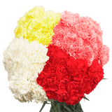 Assorted Carnations – Fresh Flower Bouquets