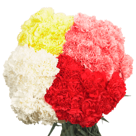 Assorted Carnations – Fresh Flower Bouquets